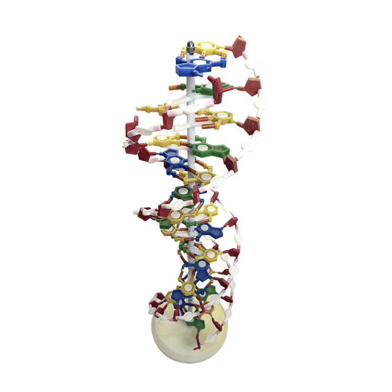 DNA model, DNA dobbelt helix model, DNA farve dobbelt helix medicinsk model