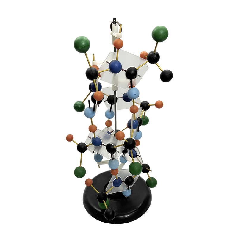 Uddannelsesudstyr DNA struktur model biologisk model 