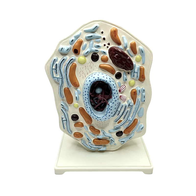 Dyreanatomisk model medicinsk pædagogisk forstør dyrecellemodel