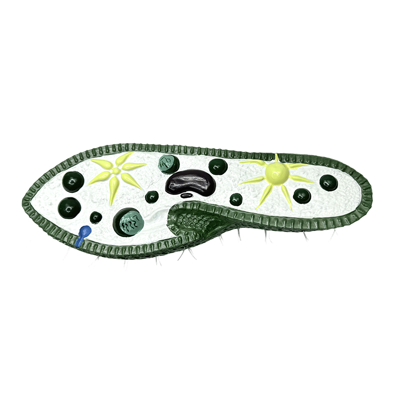 Biologi undervisning instrument model, paramecium model