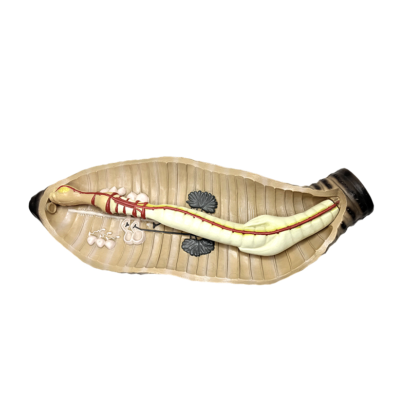 Middle og high school biologi undervisning instrument regnorm anatomisk model