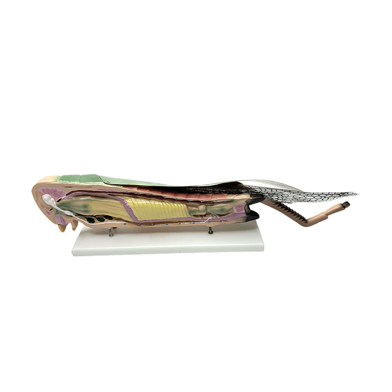 Science pædagogisk græshoppe anatomisk model