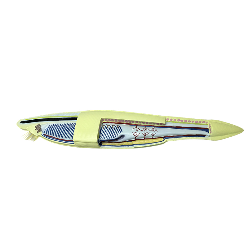 Plast amphioxus model fiskemodel til biologisk model