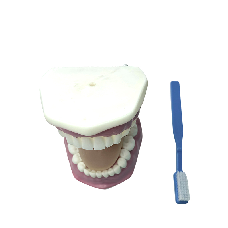 Tandmodel brugt til at demonstrere børns brug af tandbørster til tandbørstning