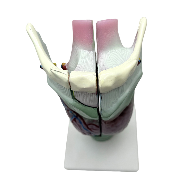 Medicinsk anatomisk model skole og hospital undervisning larynx anatomisk model
