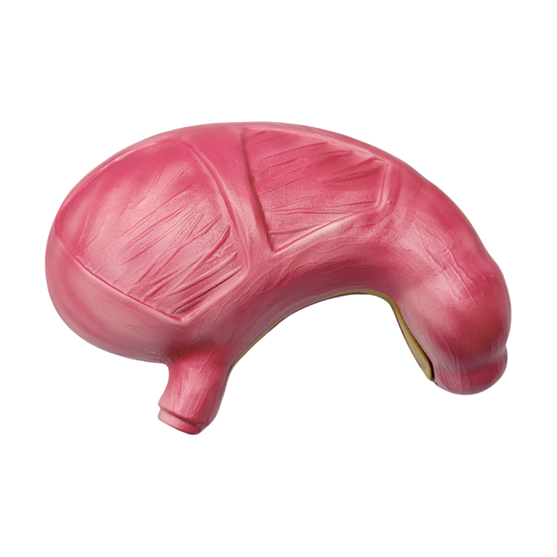 Medicinsk anatomisk menneskelige fordøjelsessystem organer mave anatomisk model