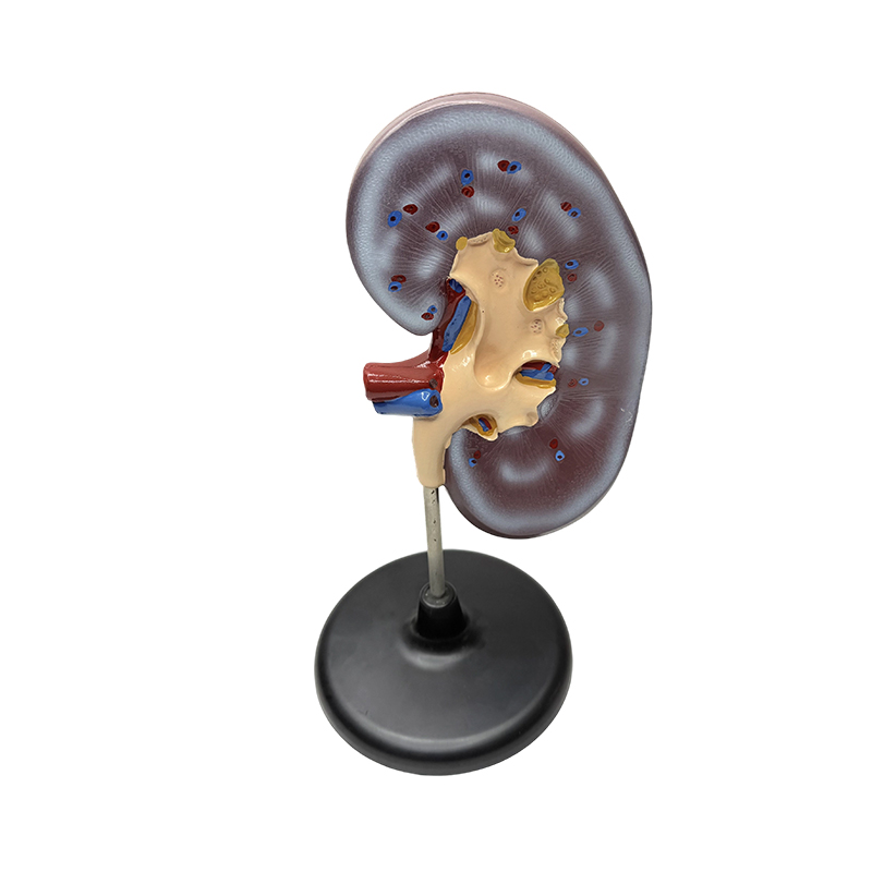 Pædagogisk menneskelig nyre anatomisk model