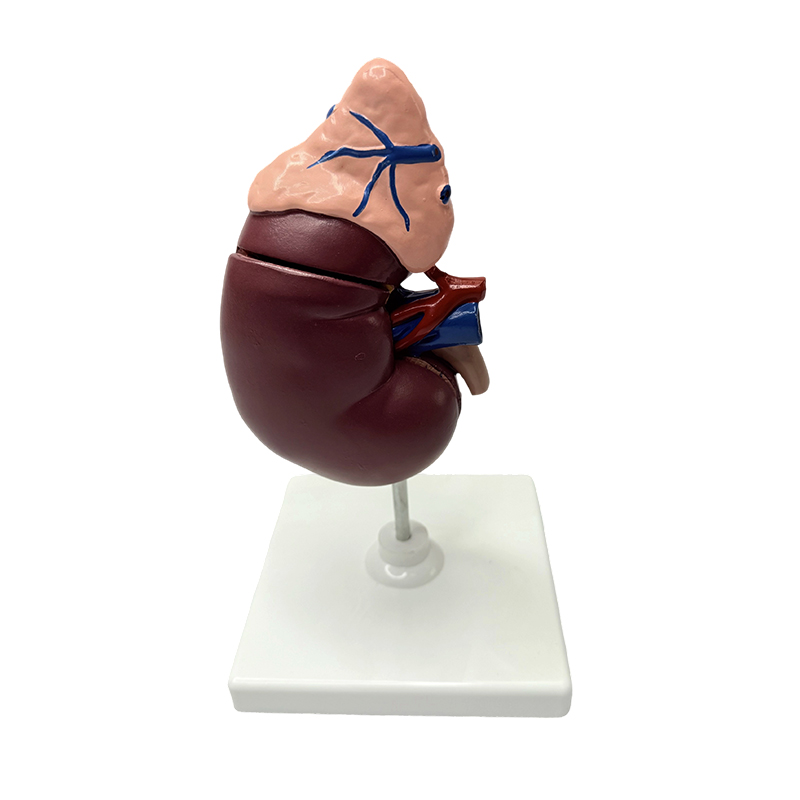 Nyre- og binyremodeller anatomisk model af menneskekroppen medicinsk model anatomisk undervisning