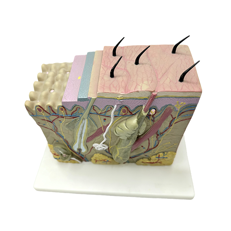Hudblok model hud anatomisk model anatomiske modeller hud