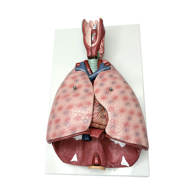 Lungeanatomi model med strubehoved (7 dele) medicinsk menneskelig undervisningsmodel menneskelig anatomisk model