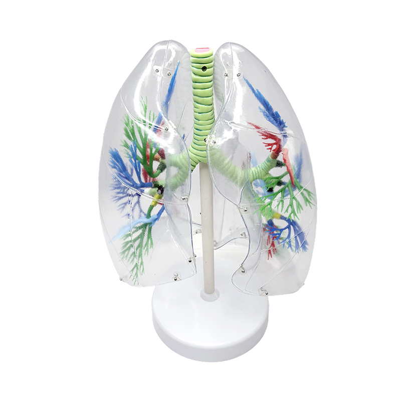 Human lungemodel forstørret human segmental anatomisk lungemodel respiratoriske menneskelige organer gennemsigtige anatomiske modeller