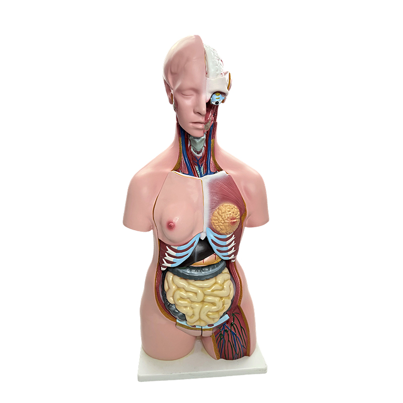 Demonstration af menneskelig krops køn, torso model simulering af menneskelige organer, 85 cm medicinsk anatomi undervisning