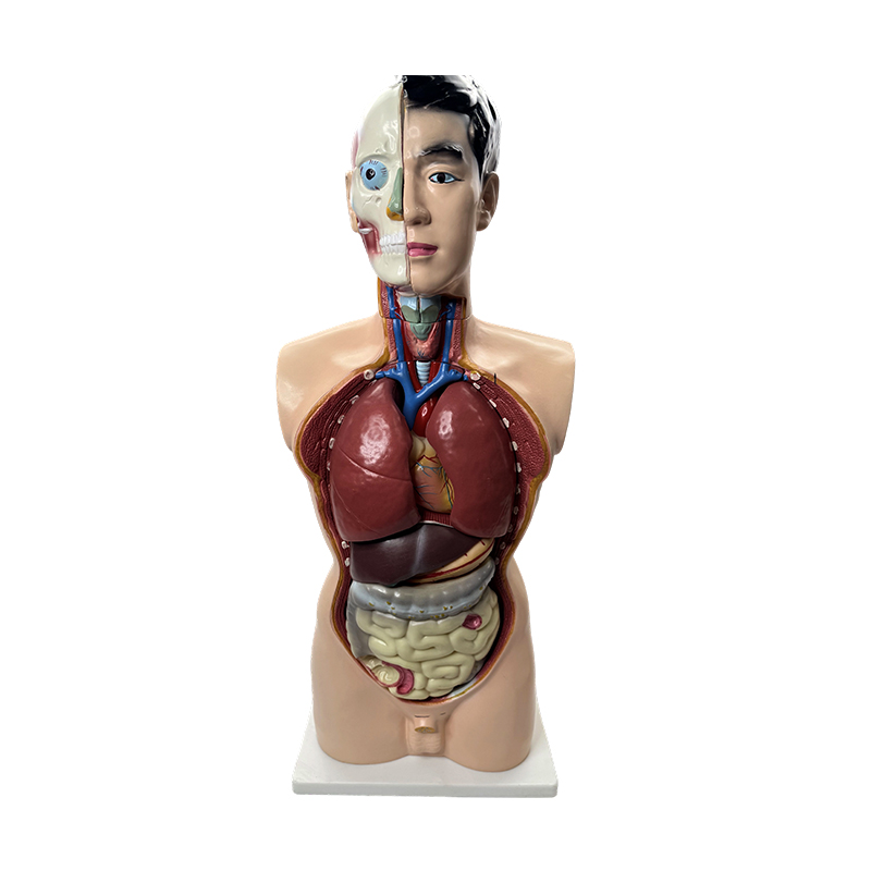 Medicinsk anatomi model 85 cm mandlig torso model