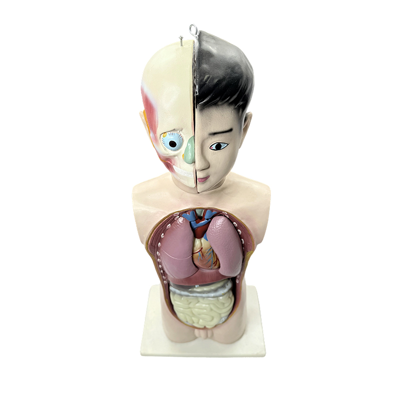 Human adolescent halvkrop torso model 65 cm medicinsk biologi anatomisk torso model