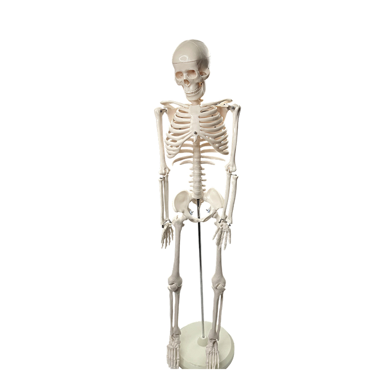 Menneskelige skelet model 85cm