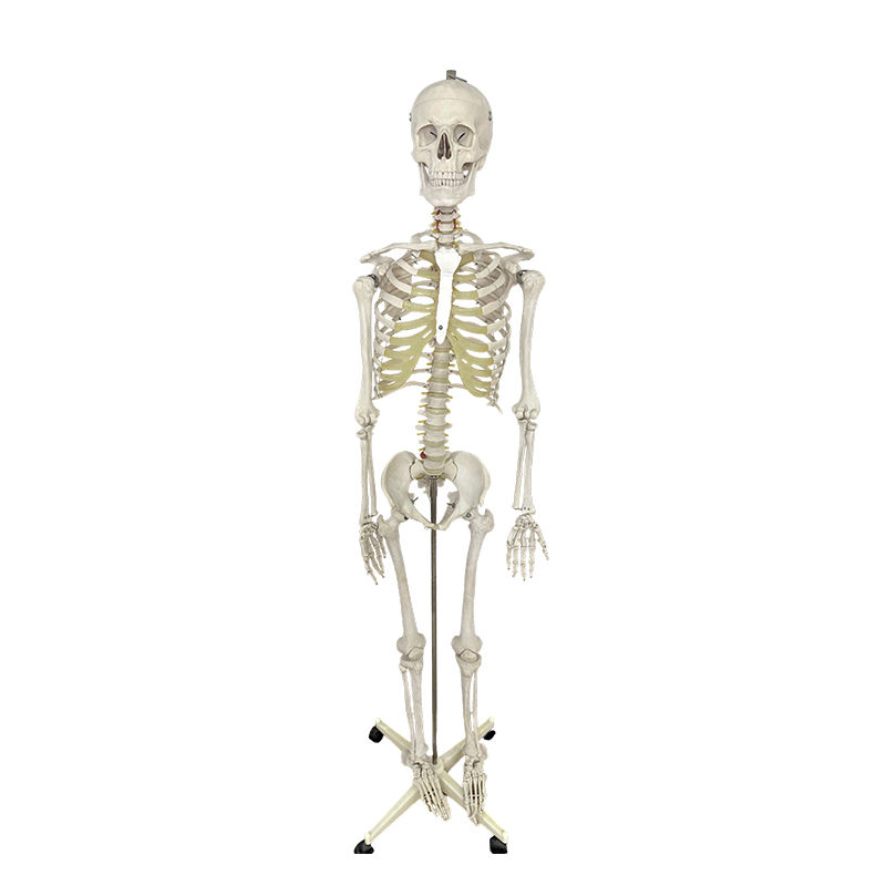 Menneskelige skelet model 170cm