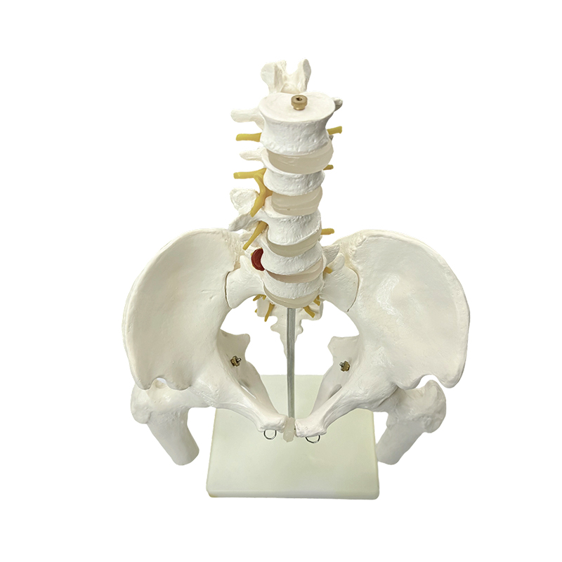 Medicinsk undervisning af menneskelig bækkenknogleanatomi model