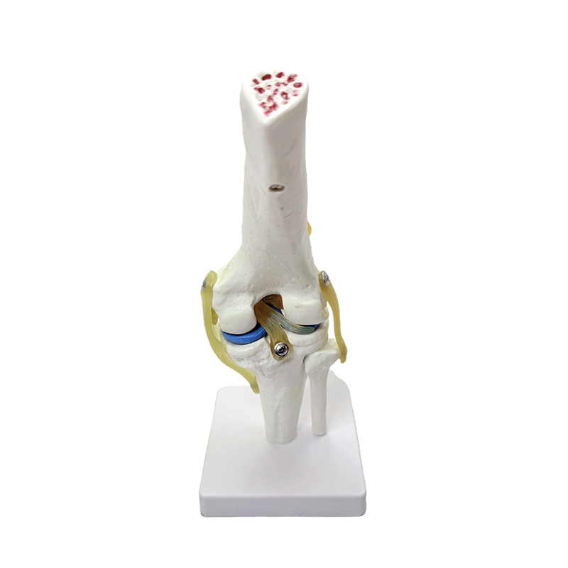 Anatomisk model naturligt stort knæ anatomi model knæledsmodel
