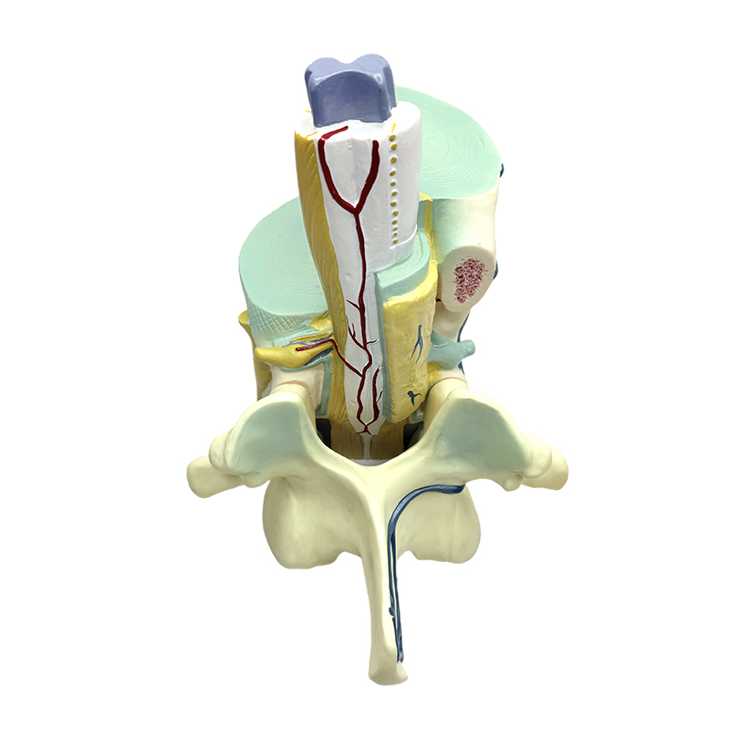 Biomedicinsk undervisningsmodel spinale og vertebrale partielle modeller