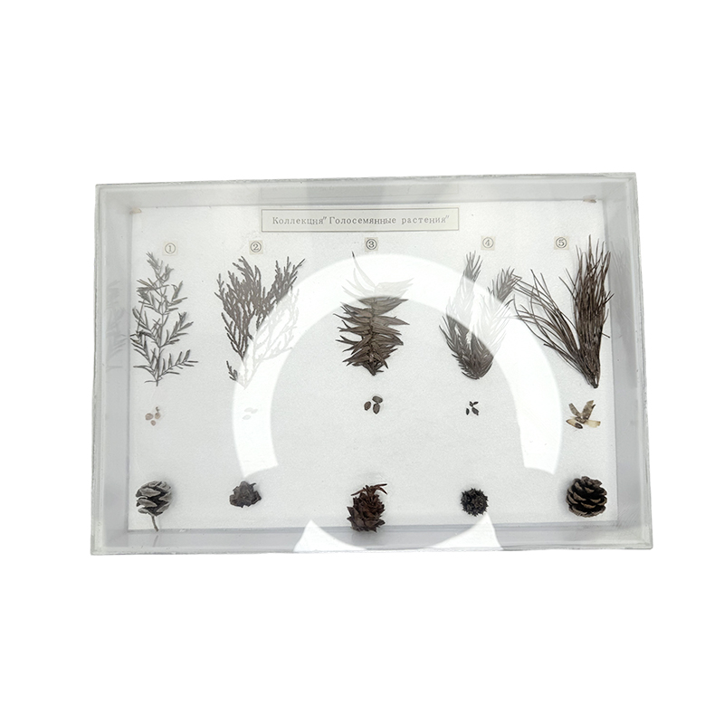 Gymnosperm prøver