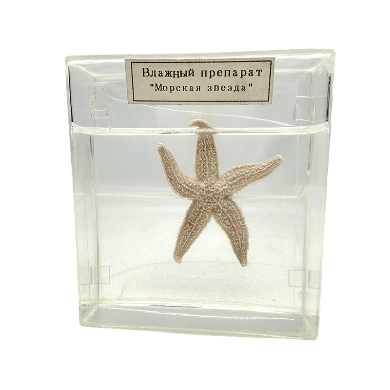 Havstjerne biologisk eksemplar