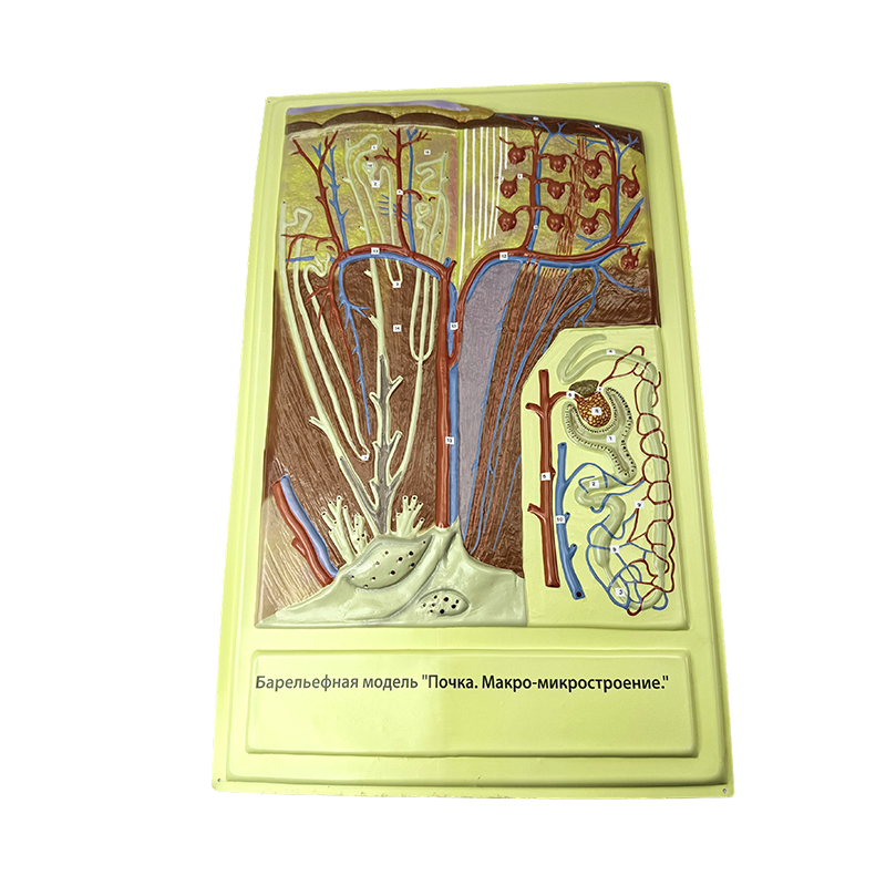 Reliefmodel af tarmvillus