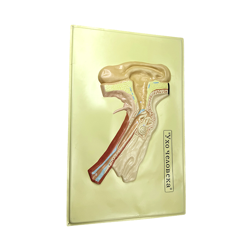 Relief model af øre